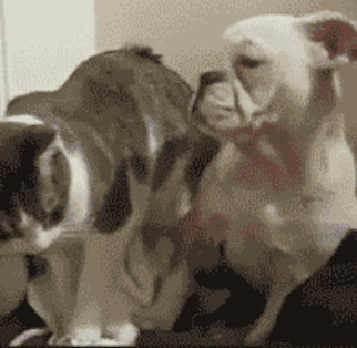 15 cú ngã sấp mặt của những chú chó vụng về chưa từng thấy 8