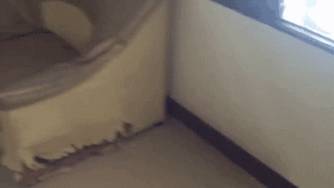 Thất vọng với 10 trường hợp ‘nuôi ong tay áo’ trong nhà, #2 khiến khổ chủ phải đi viện 7