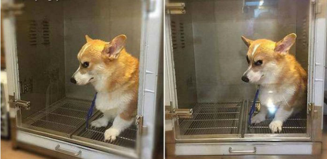 Chú chó Corgi ‘giận dỗi’ khi bị cho vào lò sấy lông, nhưng về đến nhà, khuôn mặt ấy lại đáng yêu như thường