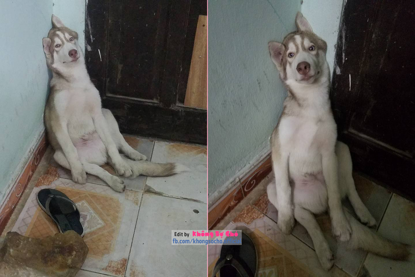 CHÙM ẢNH THỂ HIỆN NHỮNG QUẢ DÁNG ‘CHÁN CHẢ BUỒN CHẾT’ CỦA CÁC BOSS