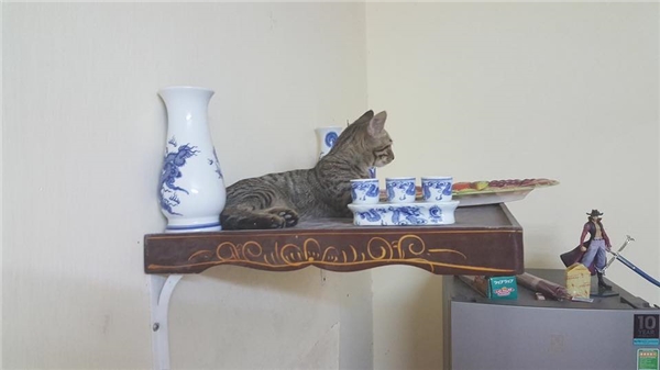 Chỗ nằm mới của các "boss" vừa cao vừa thoáng, nhìn mà choáng!