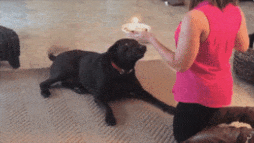 Tổng hợp 15 chú cún xấu tính nhất hệ mặt trời không thua gì lũ mèo