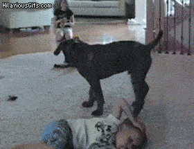 Tổng hợp 15 chú cún xấu tính nhất hệ mặt trời không thua gì lũ mèo 9