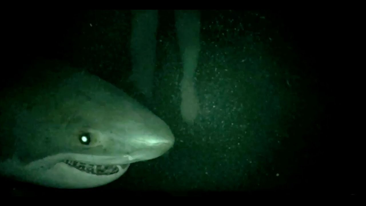 “Shark Terror” – Khi người xem chỉ mong cá mập chiến thắng