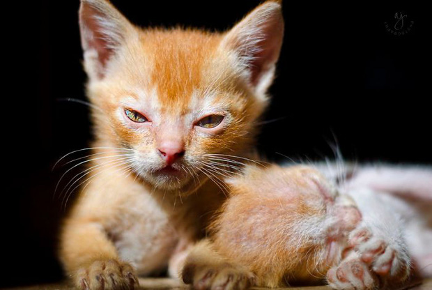 18 chú mèo con cực đáng yêu với khuôn mặt hờn cả thế giới