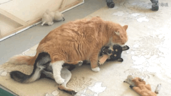 Khi lũ boss chúng nó tình thương mến thương với nhau  8