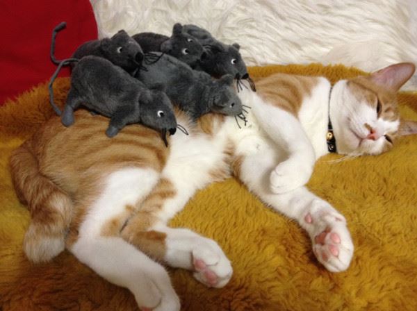 Mèo tỉnh giấc thấy ‘núi chuột’ trên lưng, phản ứng cuối cùng của nó khiến ai nấy ‘cười vỡ bụng’