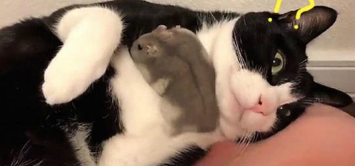 Thức dậy và thấy chuột chạy trên người, phản ứng sau đó của chú mèo khiến dân mạng cười lăn: Không thể đoán trước được