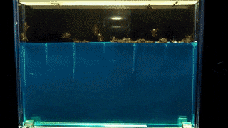 15 phản ứng khoa học thú vị mà hội mê khoa học sẽ phải thích mê 9