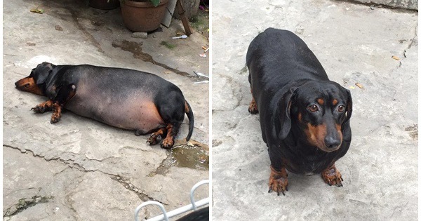 Chú chó gây sốt mạng xã hội Việt vì thân hình siêu béo