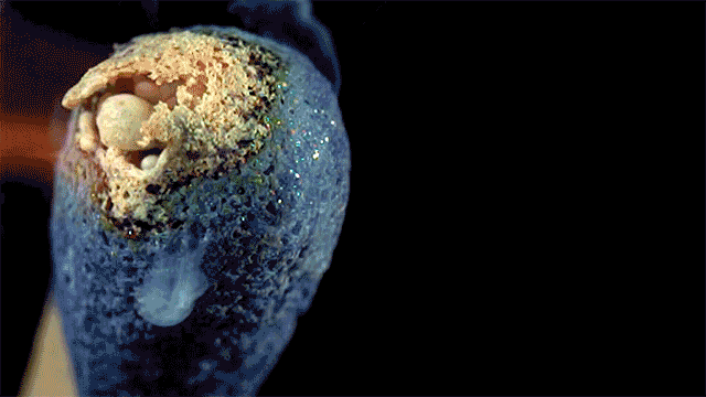 15 phản ứng khoa học thú vị mà hội mê khoa học sẽ phải thích mê 11