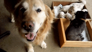 16 lý do mà bạn nên tìm ngay một chú chó Golden liền ngay và lập tức 13