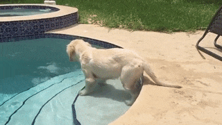 16 lý do mà bạn nên tìm ngay một chú chó Golden liền ngay và lập tức 11