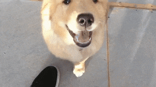 16 lý do mà bạn nên tìm ngay một chú chó Golden liền ngay và lập tức 6