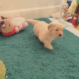 16 lý do mà bạn nên tìm ngay một chú chó Golden liền ngay và lập tức