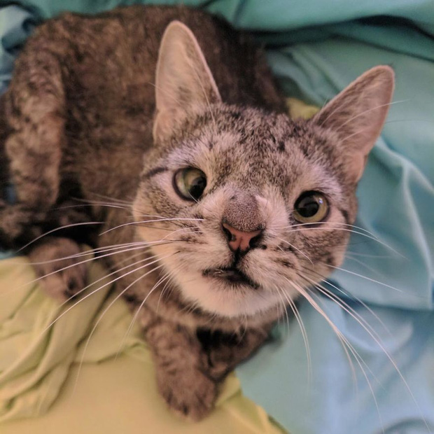 Chú mèo đổi đời nhờ đôi mắt lác độc đáo của mình