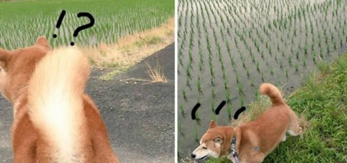 Chú chó nhát gan đi tản bộ đột nhiên ‘đứng hình’… 5 giây sau, nó quay đầu bỏ chạy khiến chủ nhân cười lăn