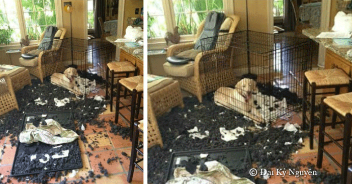 ‘Không phải em đâu, em ở trong cũi mà’, chủ nhân về nhà mở cửa ra muốn… sụp đổ