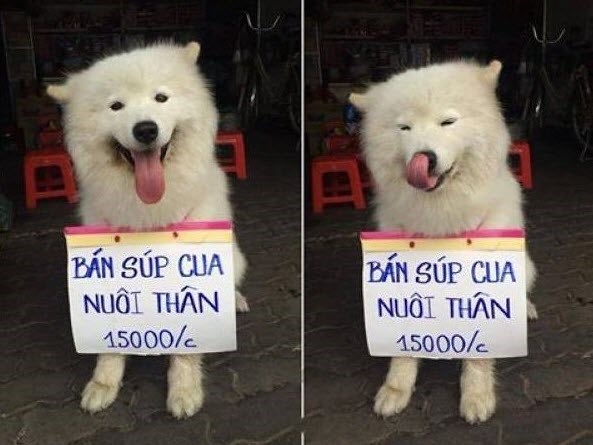 Tổng hợp hình ảnh hài hước của các boss dùng “thân” kiếm tiền nuôi xác