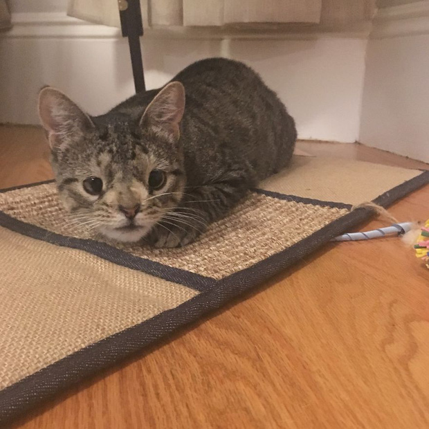 Cô mèo hoang ‘một bước lên tiên’ nhờ đôi mắt lác