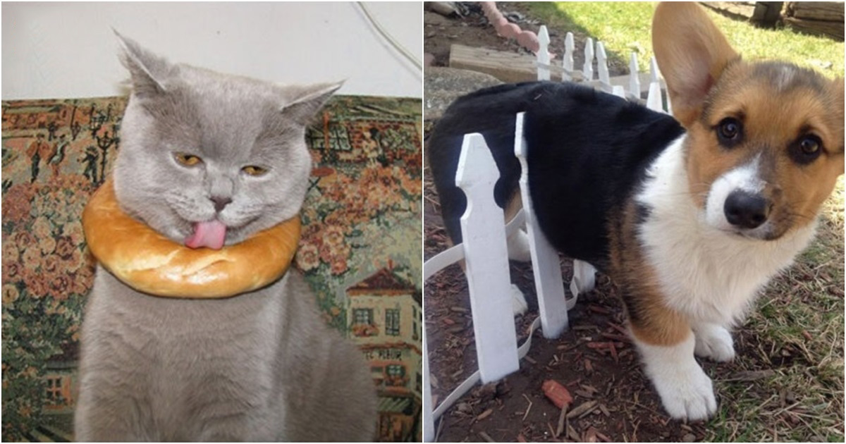 Xét về độ "chơi ngu lấy tiếng" thì không ai qua được các bé này!