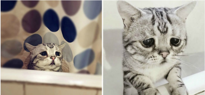 Chú mèo mặt mũi ‘bí xị’ được mệnh danh là ‘buồn nhất thế giới’, cuối cùng nó cũng nở nụ cười…