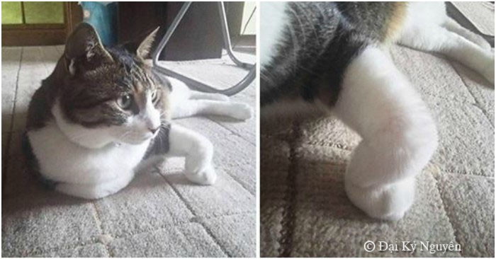 Chú mèo gập chân 90 độ khiến chủ nhân bảo ‘Đừng đừng!’, sau đó mới phát hiện đây là điều hết sức bình thường?