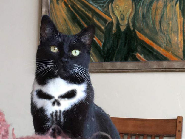 Chú mèo có lông đầu lâu bị các thánh chế ảnh hài không chịu được