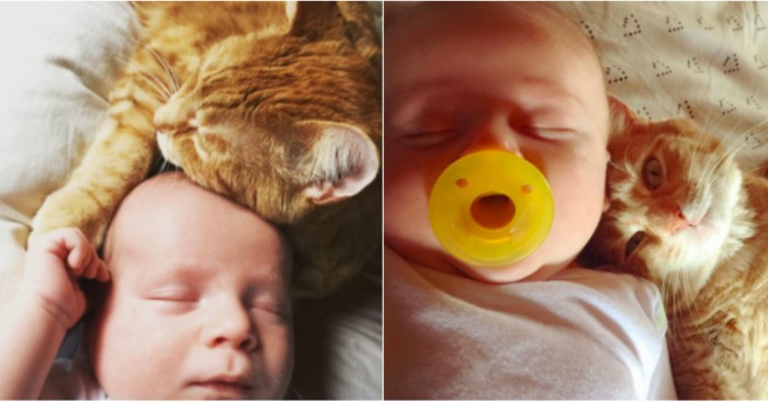 Mèo cưng biết cậu chủ nhỏ bị sốt rất khó chịu nên làm hành động này, cha mẹ bé liền chớp cơ hội chụp ngay