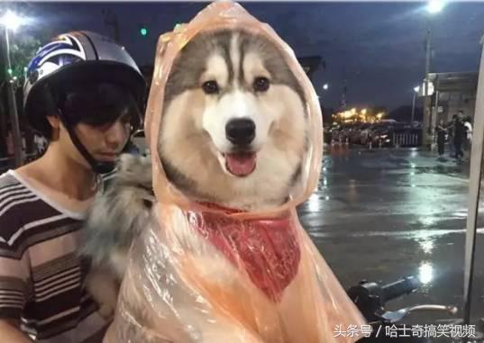 Bạn còn nhớ chú chó mặc áo mưa gây bão mạng? Giờ em ấy đã thành ‘nhân viên bán hàng’ ở chợ đêm