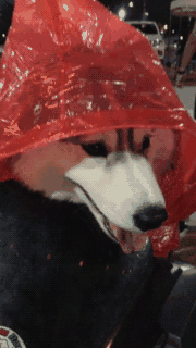 Bạn còn nhớ chú chó mặc áo mưa gây bão mạng? Giờ em ấy đã thành ‘nhân viên bán hàng’ ở chợ đêm 5