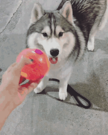 Bạn còn nhớ chú chó mặc áo mưa gây bão mạng? Giờ em ấy đã thành ‘nhân viên bán hàng’ ở chợ đêm 6