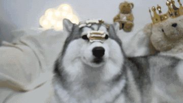 Bạn còn nhớ chú chó mặc áo mưa gây bão mạng? Giờ em ấy đã thành ‘nhân viên bán hàng’ ở chợ đêm 19