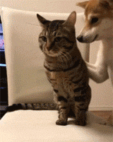 Siêu ngộ nghĩnh! Cười đau ruột với tình bạn của ‘chó hớn hở’ và ‘mèo lạnh lùng’