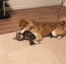 Siêu ngộ nghĩnh! Cười đau ruột với tình bạn của ‘chó hớn hở’ và ‘mèo lạnh lùng’ 3