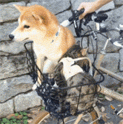 Siêu ngộ nghĩnh! Cười đau ruột với tình bạn của ‘chó hớn hở’ và ‘mèo lạnh lùng’ 4