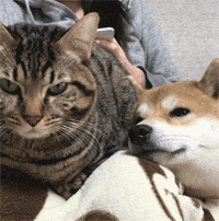 Siêu ngộ nghĩnh! Cười đau ruột với tình bạn của ‘chó hớn hở’ và ‘mèo lạnh lùng’ 7