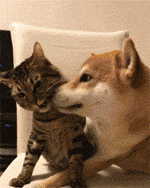 Siêu ngộ nghĩnh! Cười đau ruột với tình bạn của ‘chó hớn hở’ và ‘mèo lạnh lùng’ 6