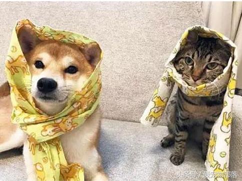 Siêu ngộ nghĩnh! Cười đau ruột với tình bạn của ‘chó hớn hở’ và ‘mèo lạnh lùng’