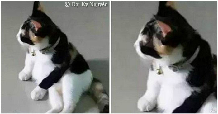 Cô nhận nuôi chú mèo đặc biệt, nhìn từ đằng sau thấy rất ‘duyên dáng’, nhưng khi nó quay đầu lại thì…