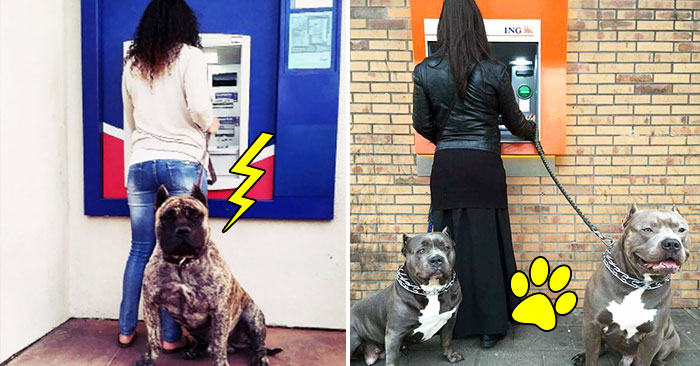 14 chú chó vào vai bảo kê máu mặt tại các cây ATM vào ban đêm, cướp chạy mất dép!