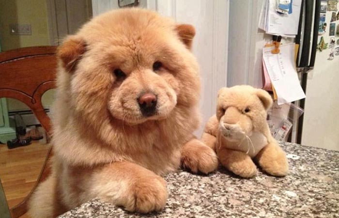 Cô dùng hết sức bế chú chó khổng lồ béo ú, nó vừa quay đầu lại, mọi người đã bật cười thích thú