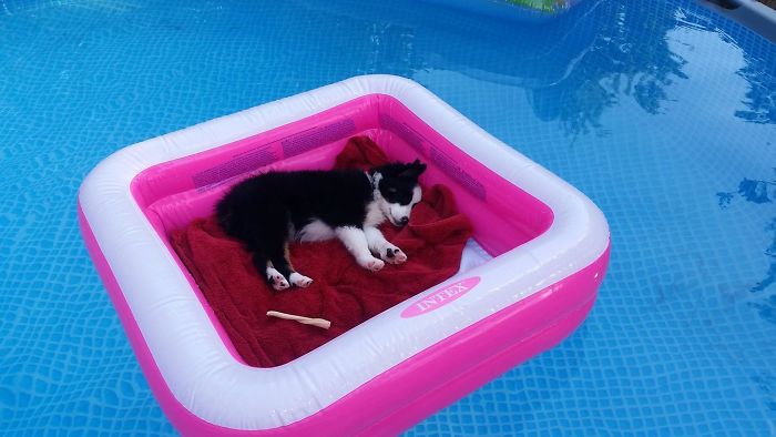 20 chú chó sở hữu cuộc sống sung sướng hơn cả bạn đấy