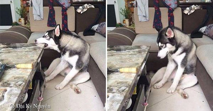 Husky cắn hỏng bàn pha trà, chủ nhân tức giận đổi thành bàn đá, Husky vừa cắn liền ‘sụp đổ’