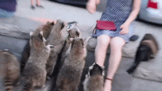 15 thánh chôm chỉa đáng yêu trong thế giới động vật 3