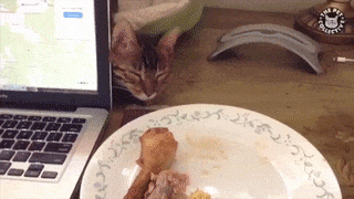 15 thánh chôm chỉa đáng yêu trong thế giới động vật 4