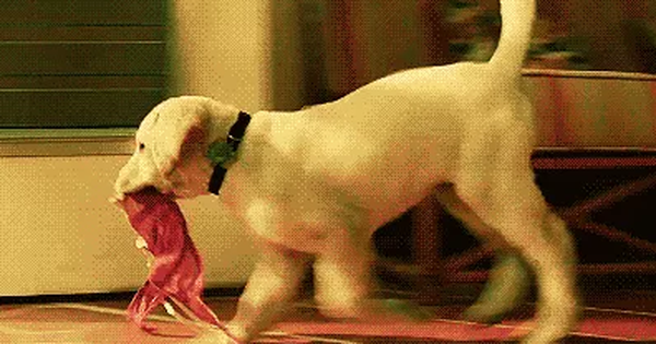 15 thánh chôm chỉa đáng yêu trong thế giới động vật