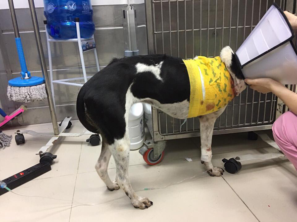 Chú chó bị chặt chân được Hội cứu trợ chó mèo ứng cứu, phải tháo khớp bả vai vì vết thương bị hoại tử nặng