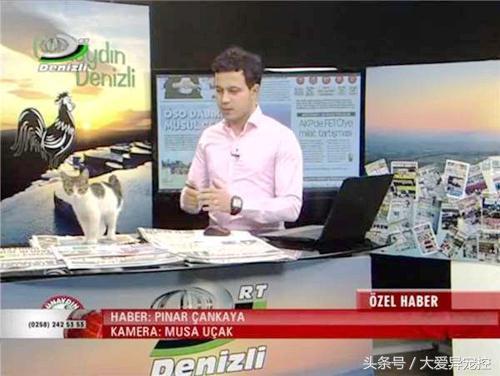 Mèo hoang đi lạc vào Đài truyền hình, náo loạn 1 hồi rồi lăn ra ngủ, hình ảnh siêu đáng yêu khiến người xem phì cười