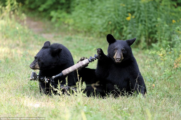 Tổng hợp những khoảnh khắc siêu hài của các loài động vật